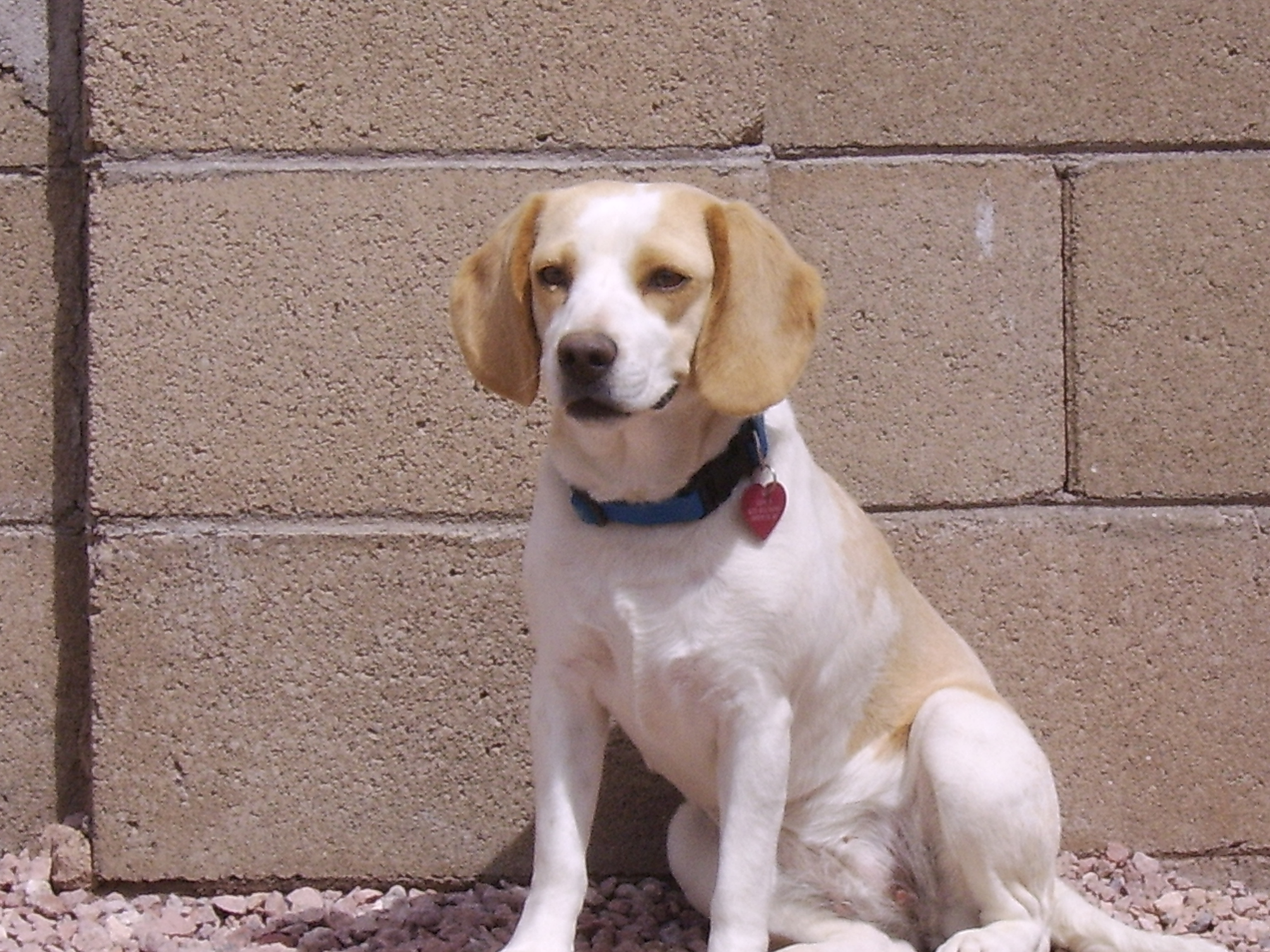 goodgirl.jpg