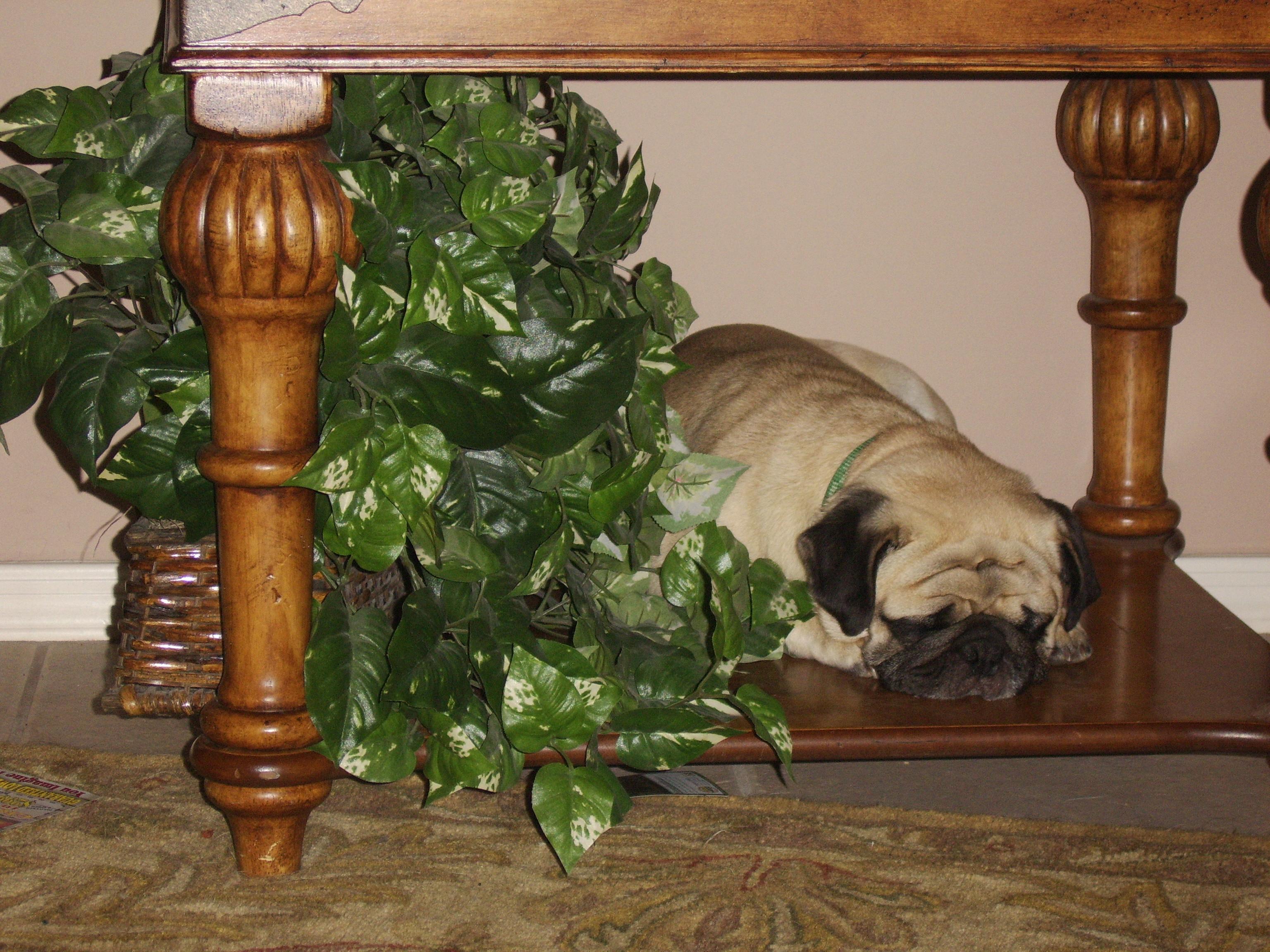 maxsleepin.jpg